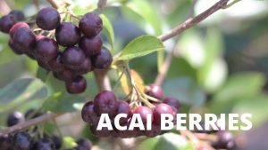 ACAI BERRIES ARE GOOD FOR YOUR ACAI BERRIES GOOD FOR heart health