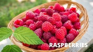 RASPBERRIES ARE GOOD FOR YOUR RASPBERRIES