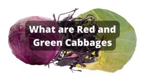 What are Red and Green Cabbages