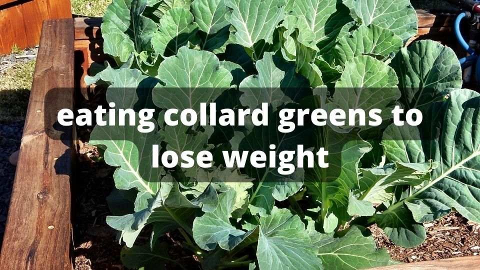 eating collard greens to lose weight